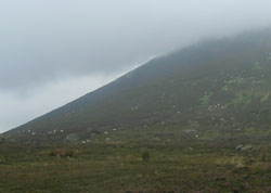 Sheep grazing in the Comeragh Mountains
